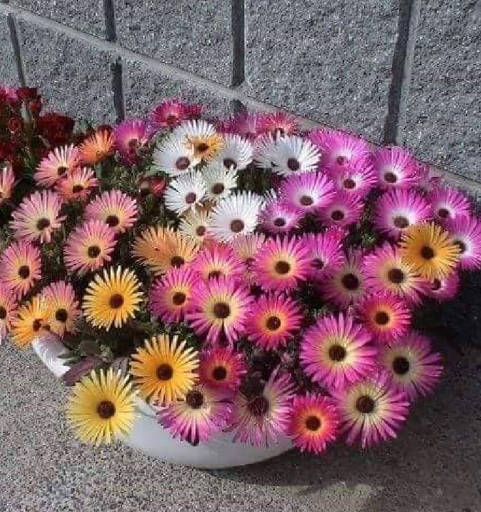 10H African Mix Flower Seeds - Pack of 20 Seeds