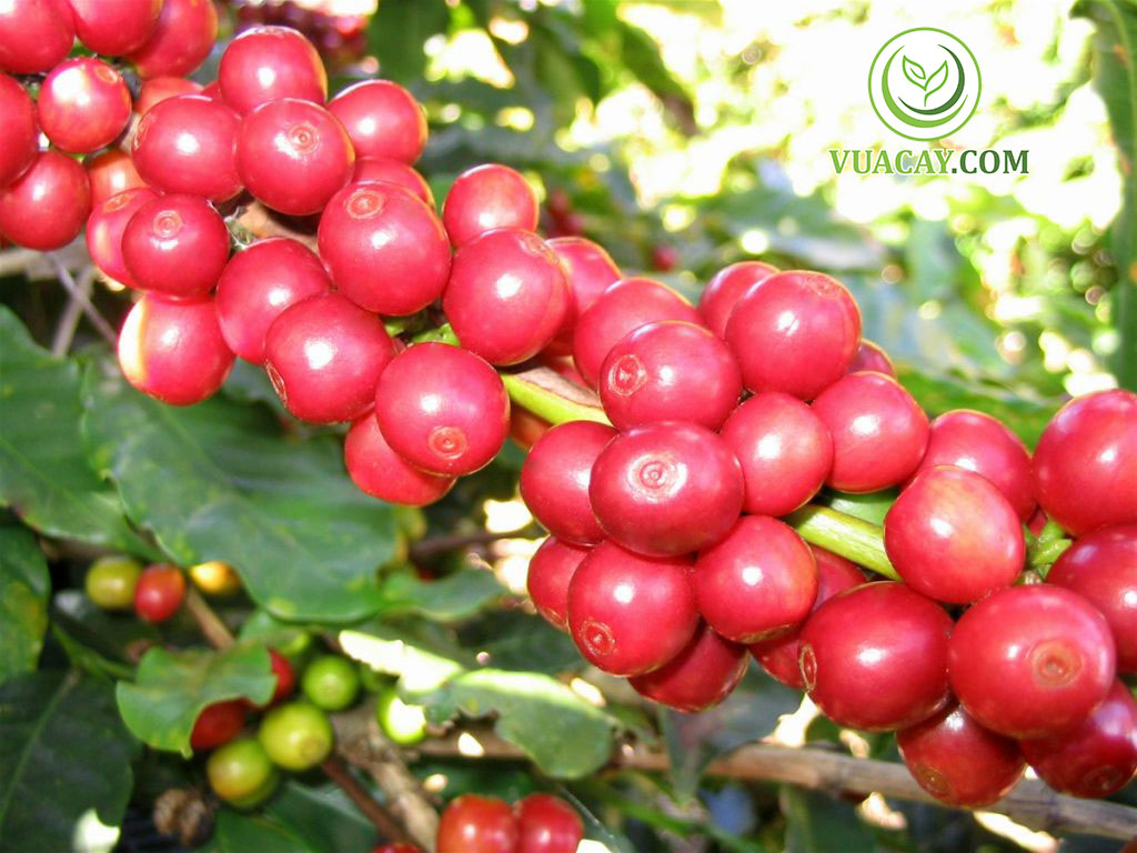 CÂY GIỐNG CÀ PHÊ TR9 ( CÂY GHÉP CHO TRÁI SỚM,siêu trái ).