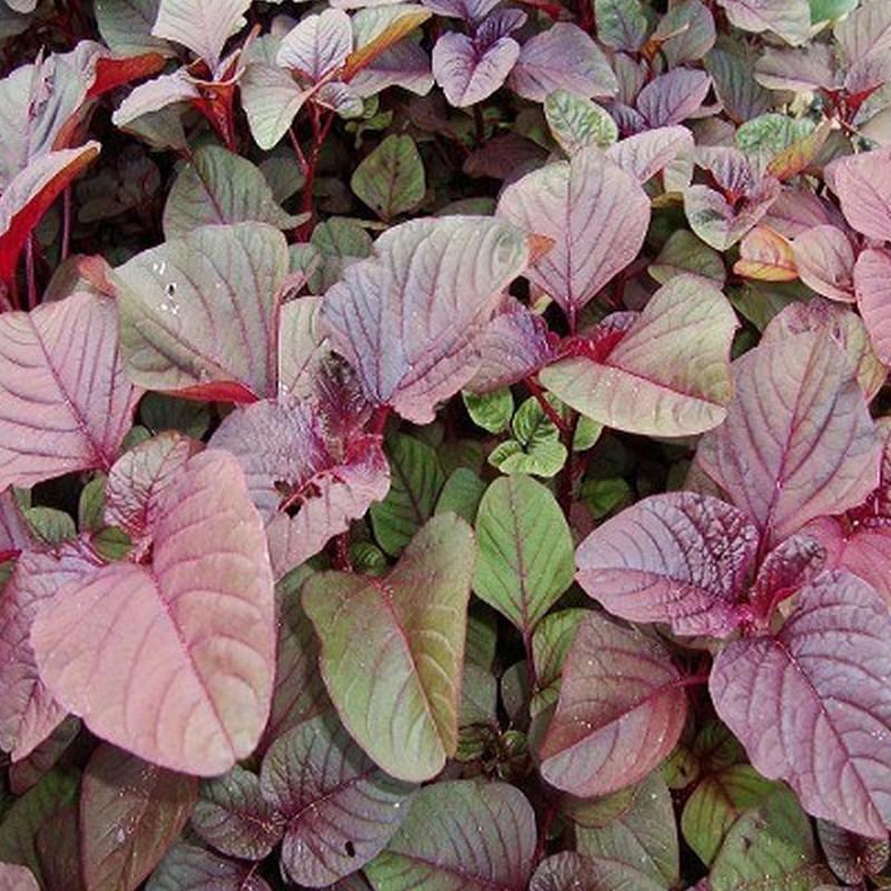 [HCM]Gói 20g hạt giống rau dền đỏ - Nanuseeds