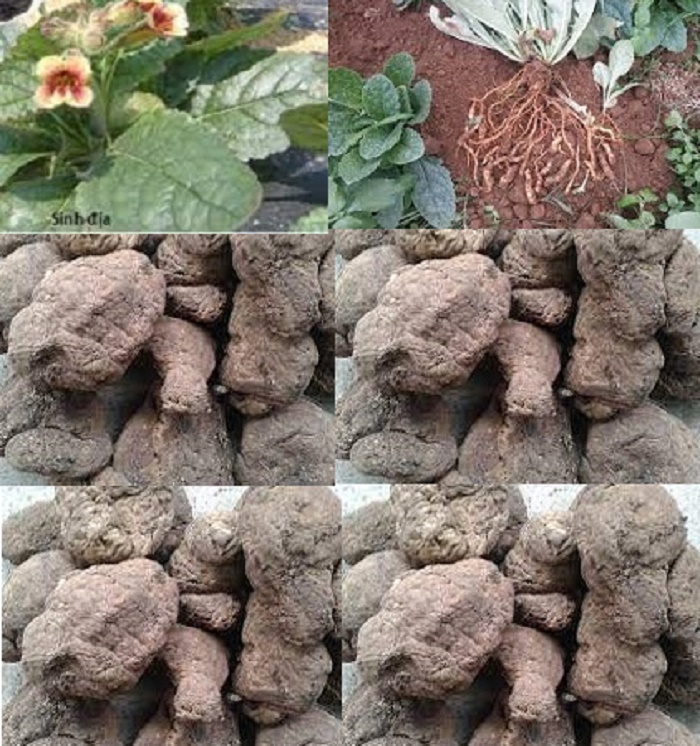 200g Củ Sinh Địa Hoàng