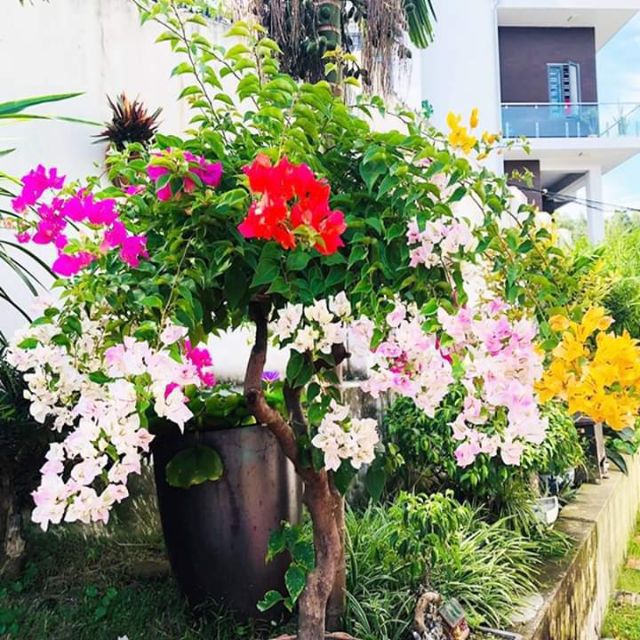 Cây hoa giấy nhiều màu