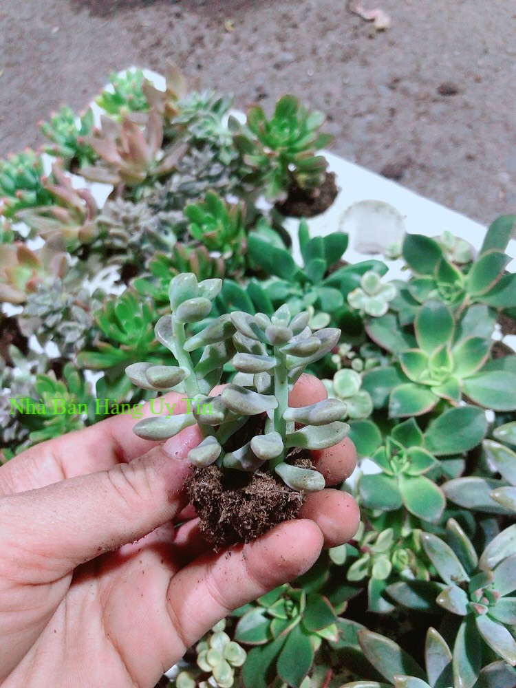 Sen đá mini-Quà Tặng-Giao Ngẩu Nhiên