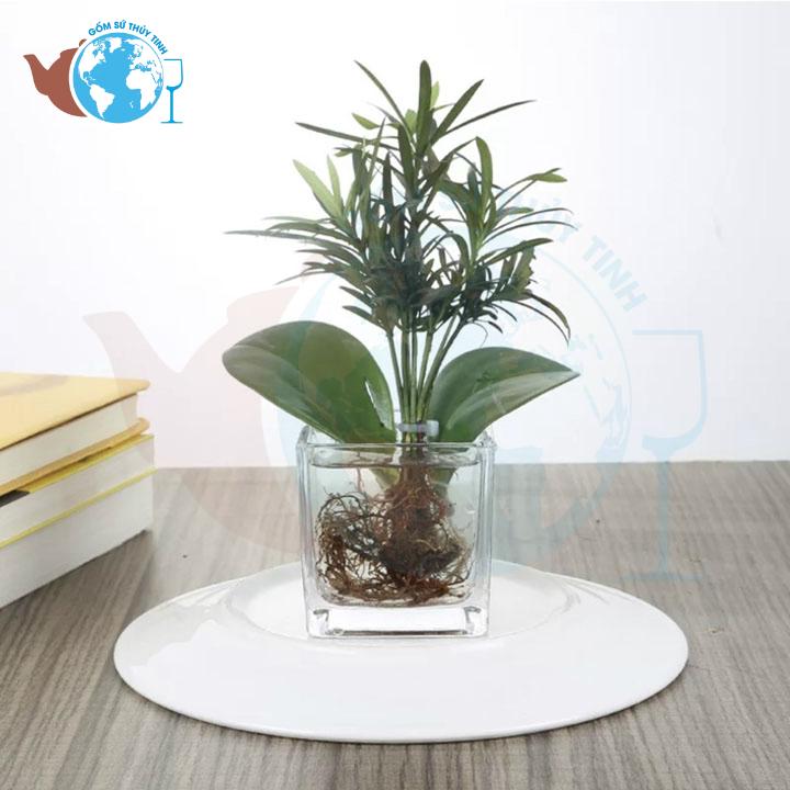 [HCM]Hồ cá vuông 10 cm x 10 cm