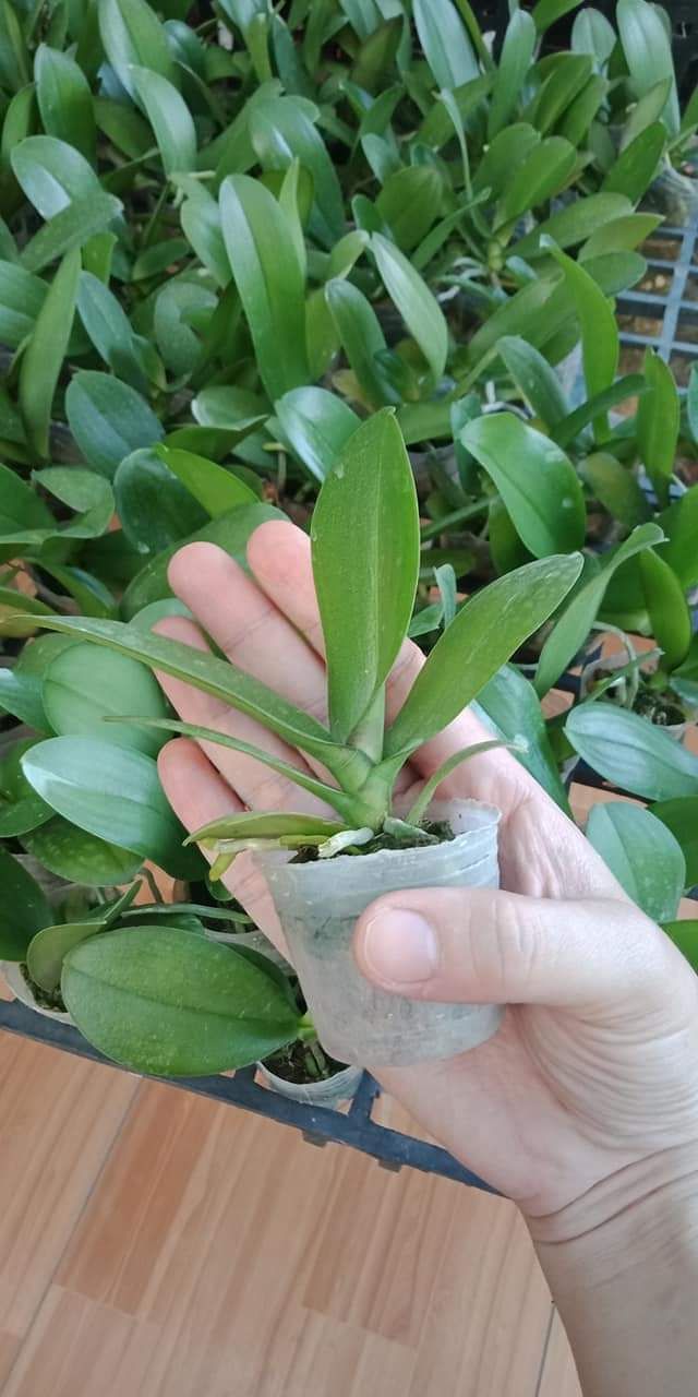 Hồ điệp hoa đại giống