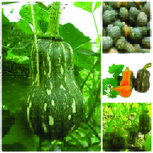Hạt giống Bí đỏ hồ lô (Bí hạt đậu) - Gói 10 hạt