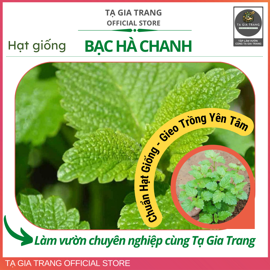 Hạt giống Bạc hà chanh (rau bạc hà Lemon Balm)