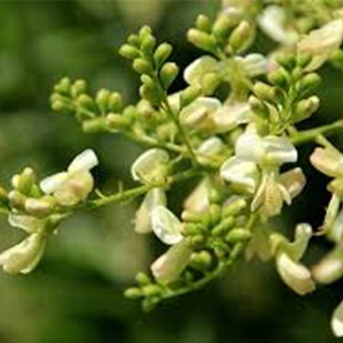 Nụ hoa hòe sao thơm-1kg