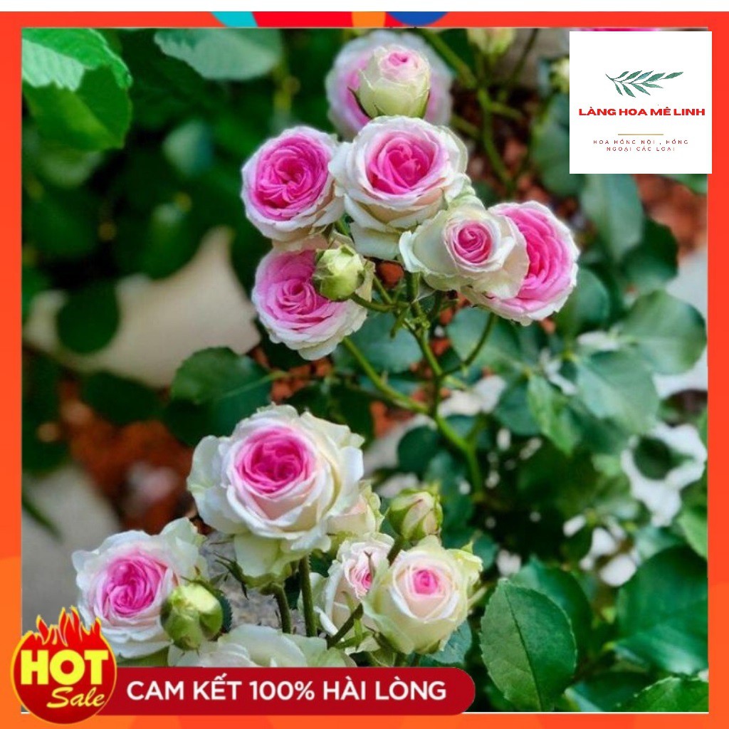 Hoa hồng bụi Mini Eden sai hoa[ ️HƯƠNG HOA QUẢ️] Cây là giống hoa hồng ngoại có khả năng kháng bệnh tốt, dễ chăm sóc.