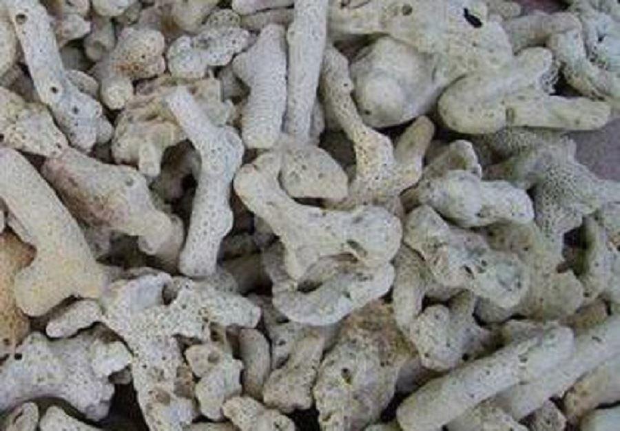 San hô lọc nước dùng cho bể cá