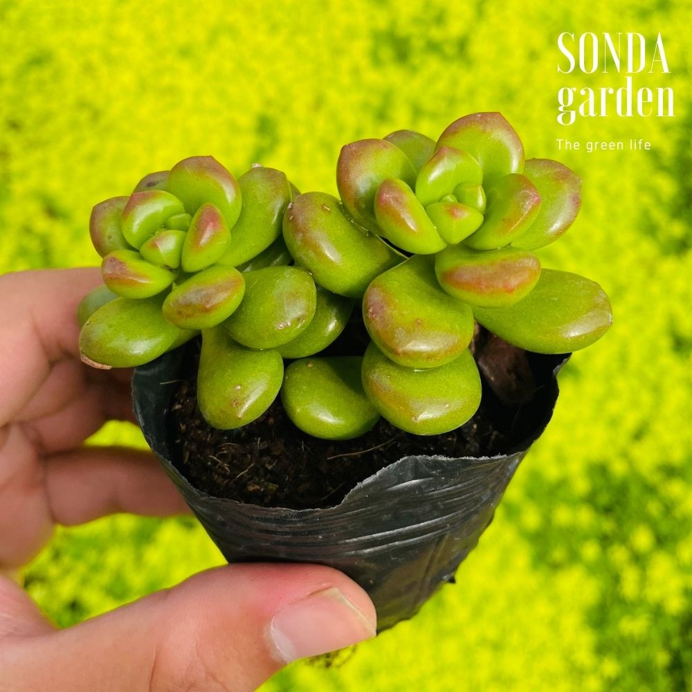 SEN ĐÁ CHILLI CHESSE GIỐNG MỚI SIZE BÉ LỖI 1 ĐỔI 1