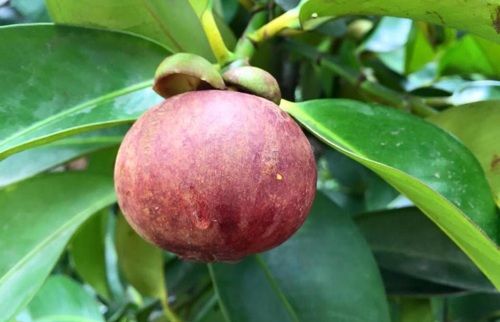 CÂY GIỐNG MĂNG CỤT Thái