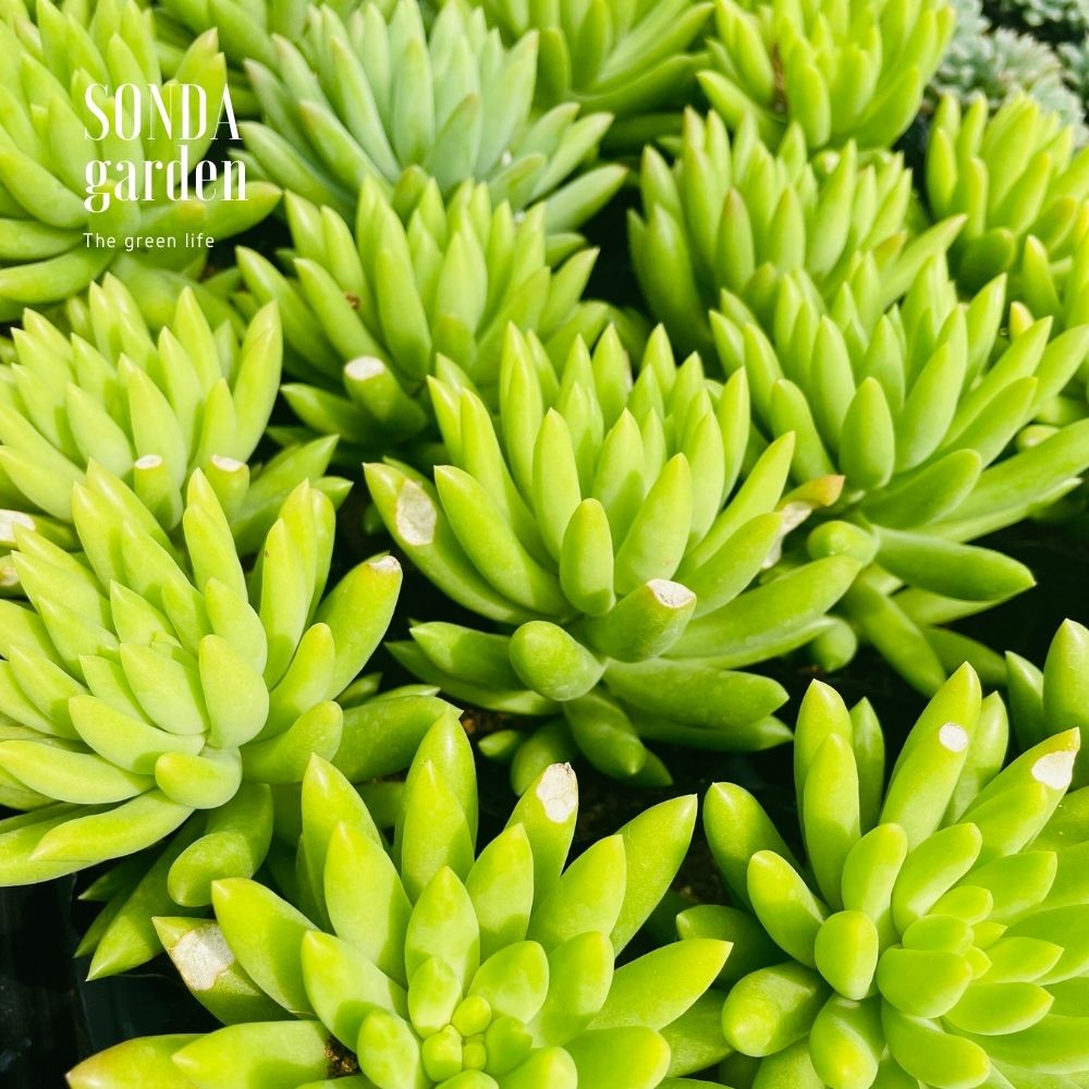 SEN ĐÁ CHUỖI NGỌC ĐỨNG XANH SIZE BÉ LỖI 1 ĐỔI 1