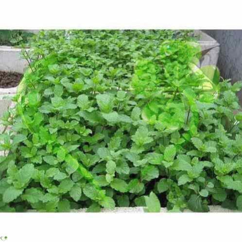 Hạt giống rau Húng Chanh gói 0,2 gram