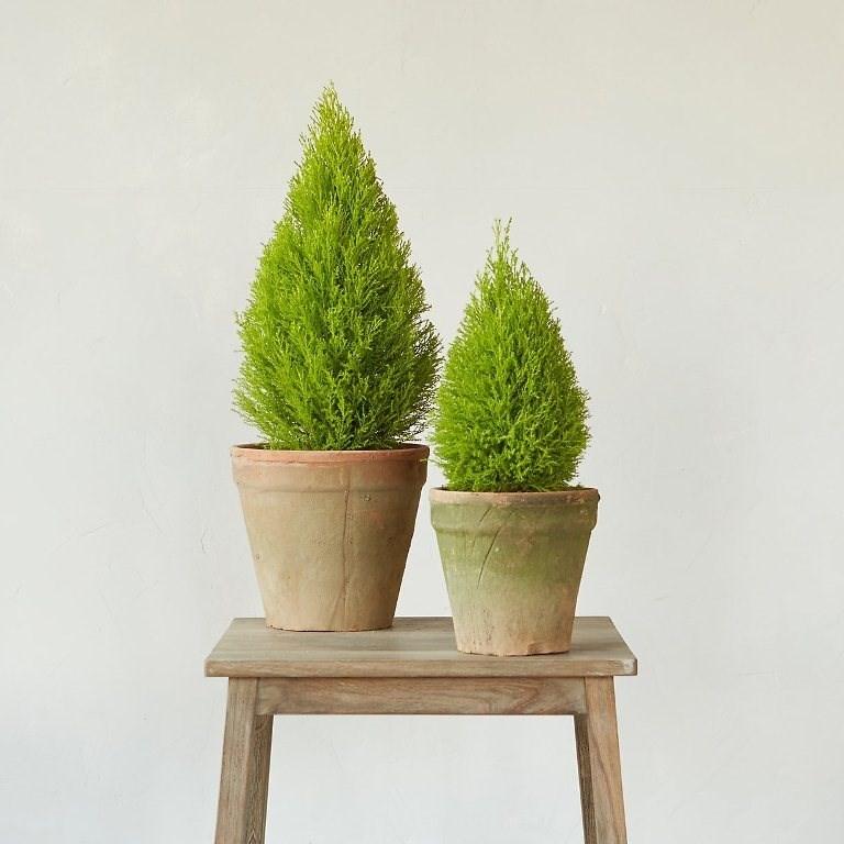 Cây tùng thơm noen (cao 50 cm)