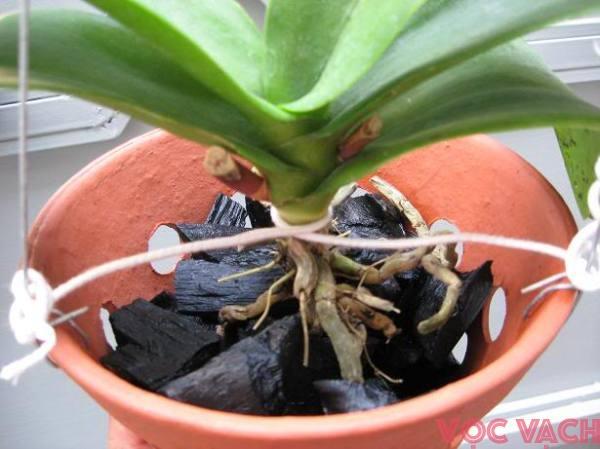 Than củi trồng lan đã xử lý 1kg