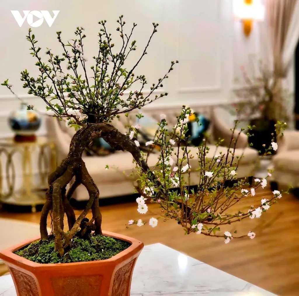 Cây giống nhất chi mai anh đào