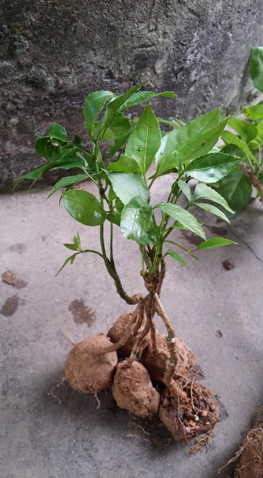 Lá Lằng Nghệ - Tĩnh 0349767746