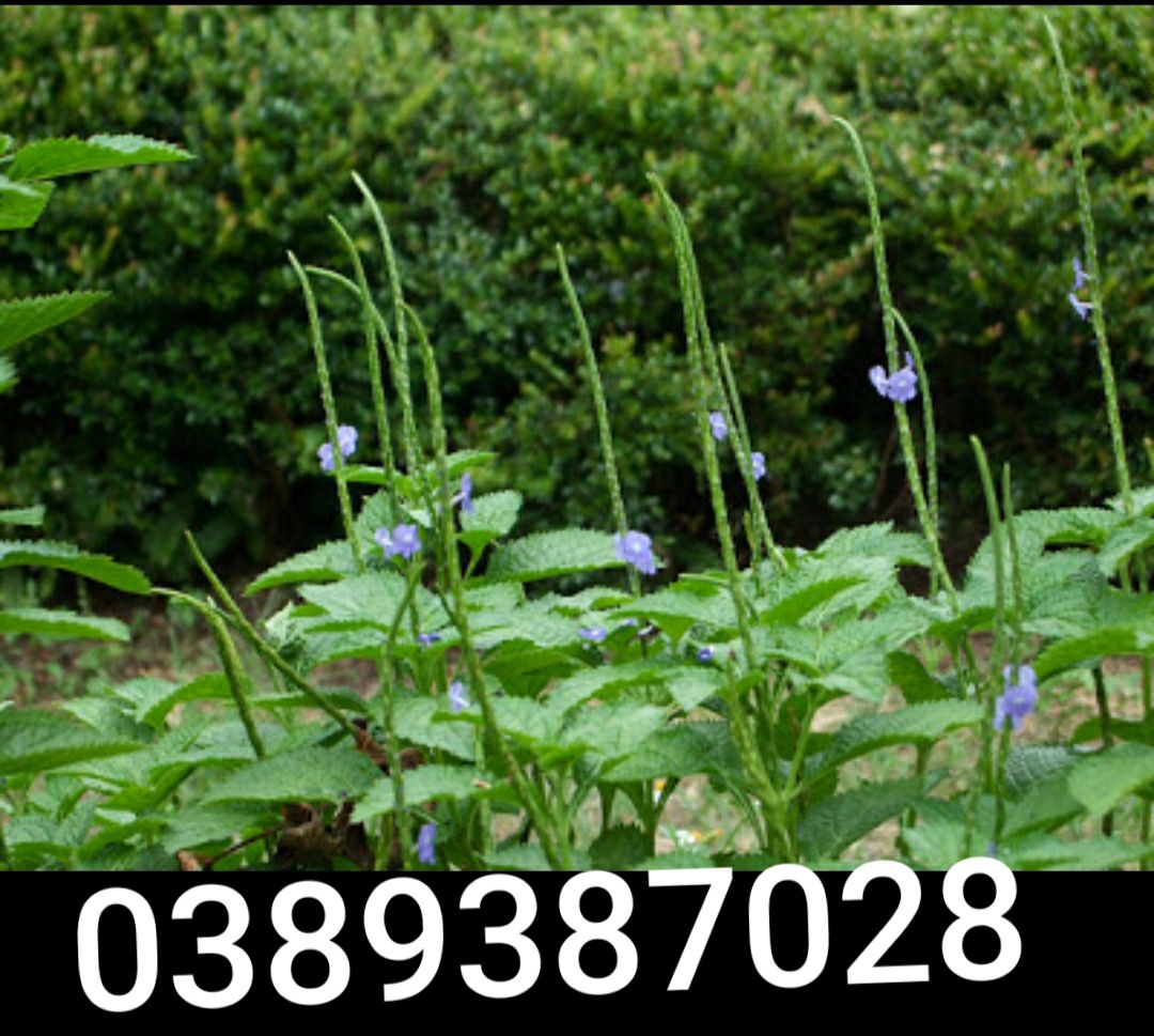 Combo 5 cây đuôi chuột giống