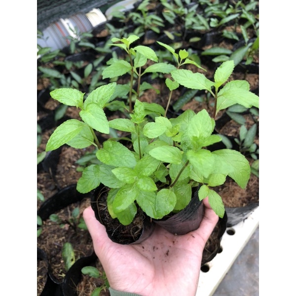 Cây Bạc Hà Peppermint - Bạc Hà Cay