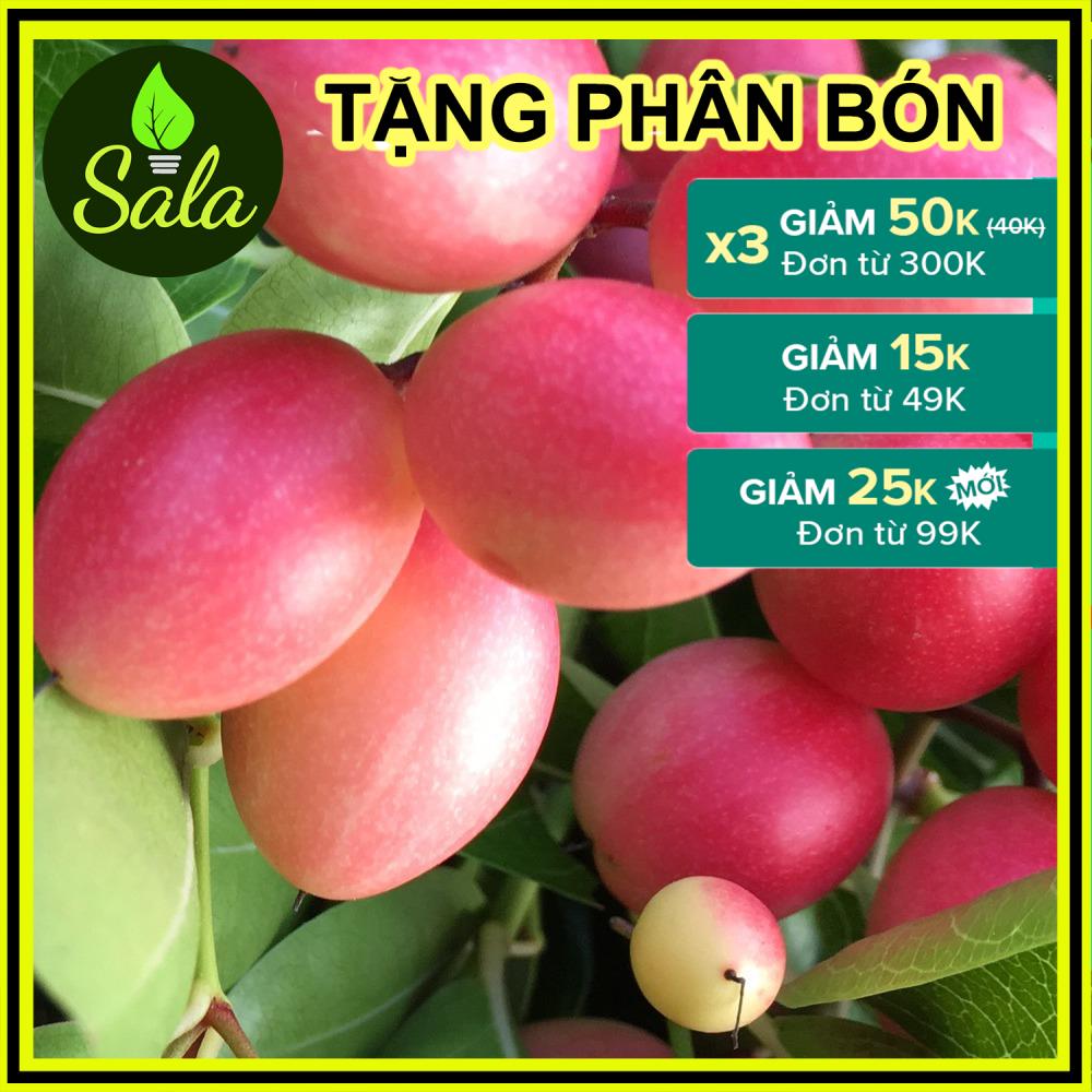 [Cây lớn 2 năm tuổi] Cây siro siêu trái - cây giống si rô