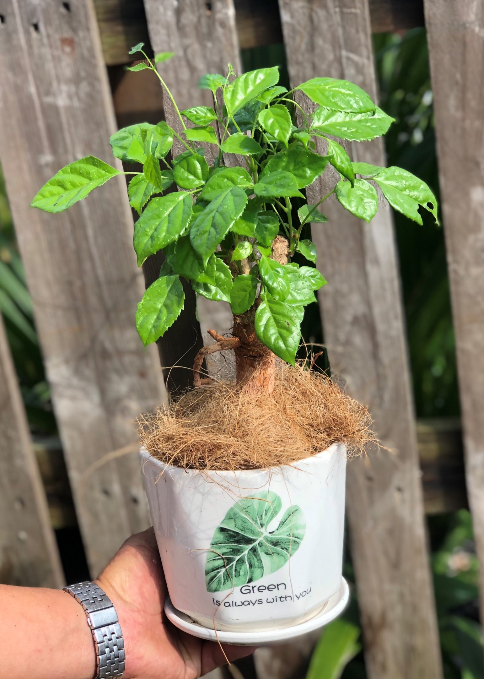 Chậu sứ cây Hạnh Phúc