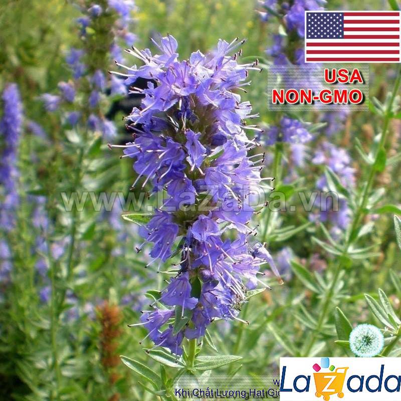 1GR 650.HAT Hạt Giống Bài Hương Hyssop (| C26*W43*M207)