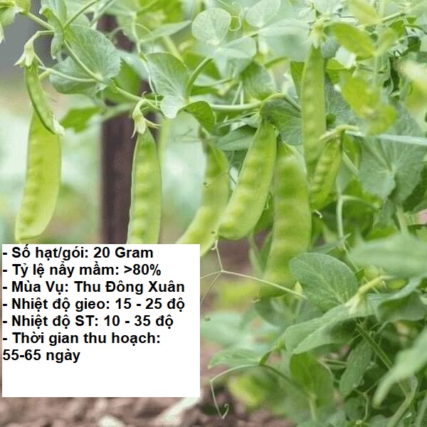 20Gram - Hạt giống đậu Hà Lan ST0015