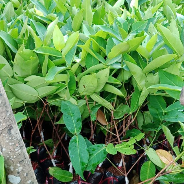 [ Xả - Cắt Lỗ] Cây Roi (Mận) Đỏ Thái Lan
