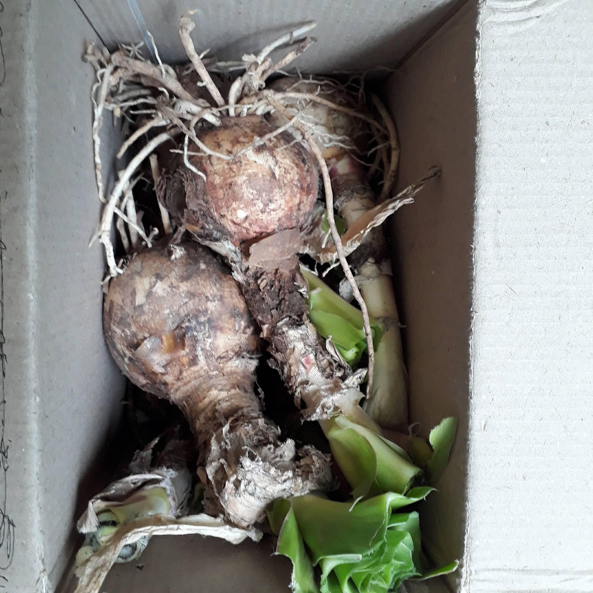 Củ giống trinh nữ hoàng cung - Thảo duoc Vạn Phúc