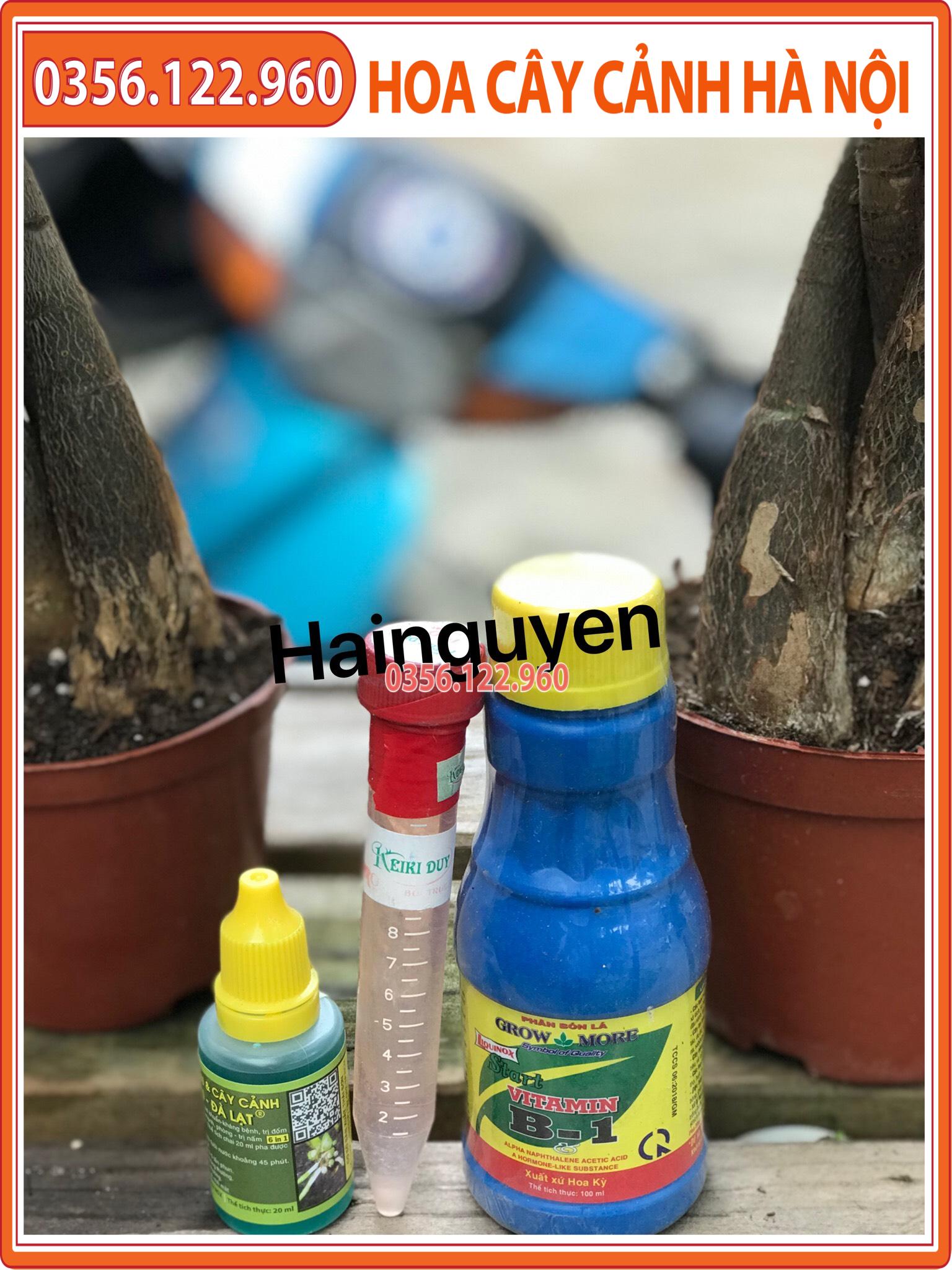 Combo 3 sản phẩm chăm sóc - kích ki cho hoa lan