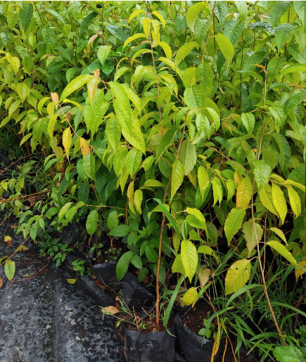 Cây hoa mai anh đào - Cây cao lớn