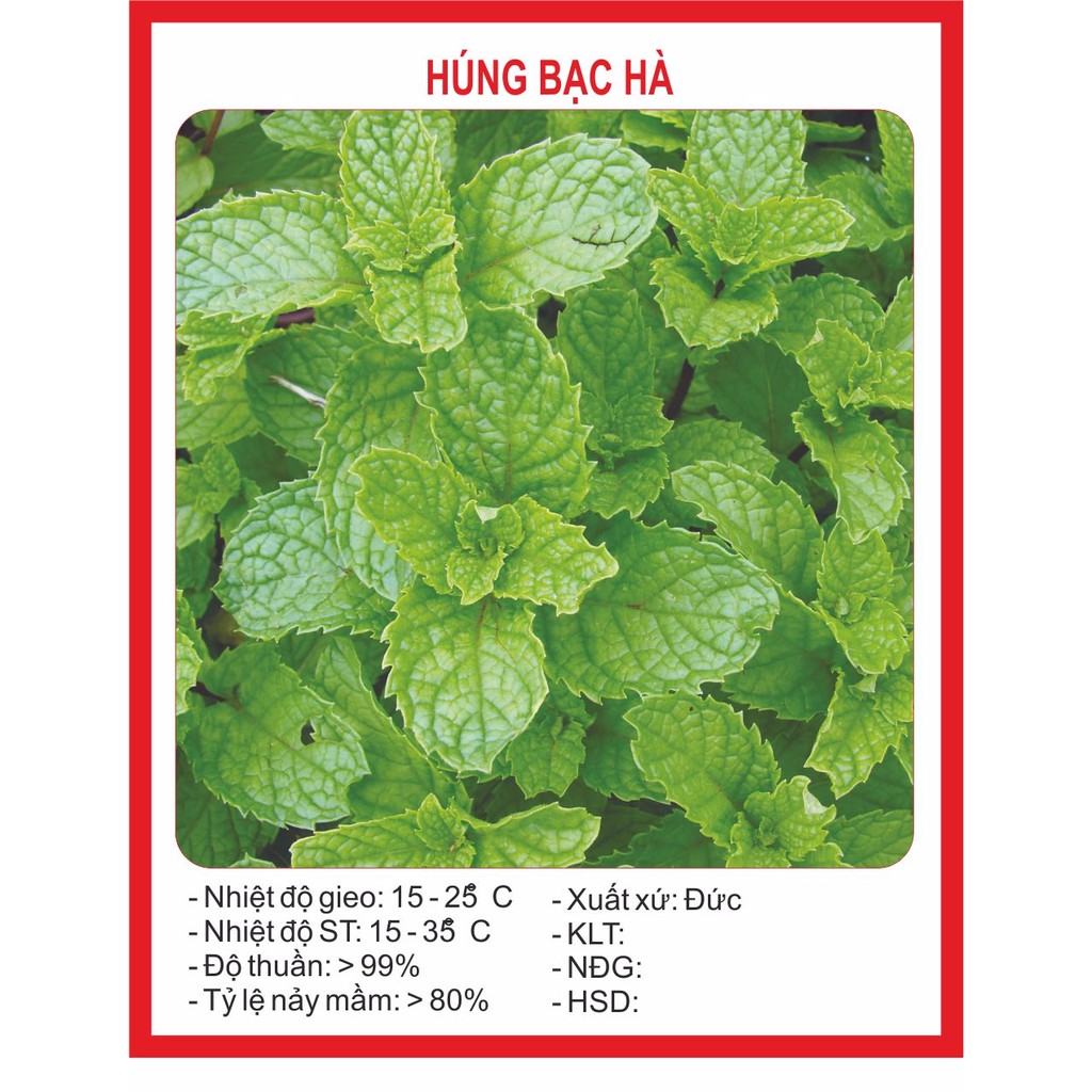 MJ50 Hạt Giống Húng Bạc Hà 50H