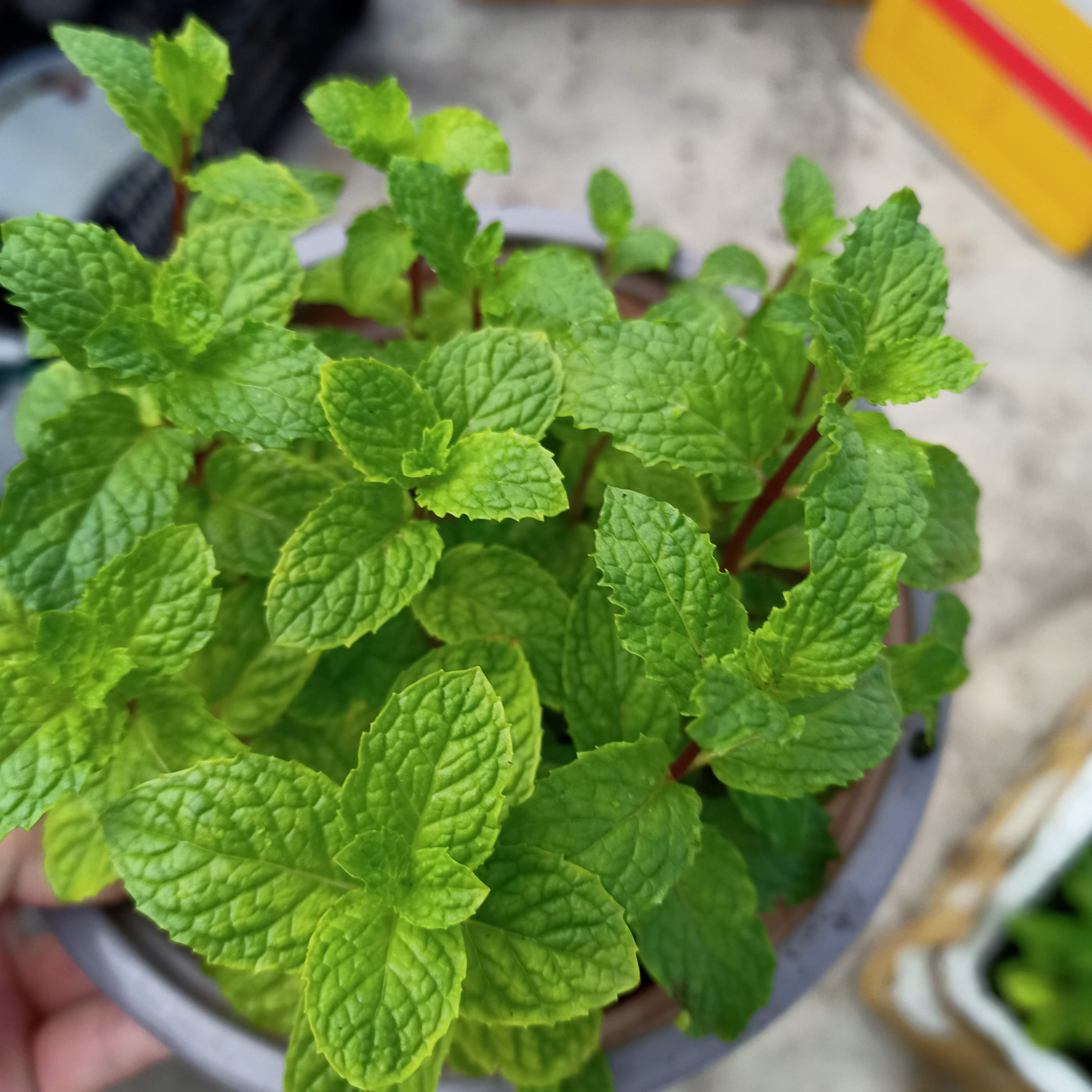 Chậu cây rau húng lủi, húng bạc hà