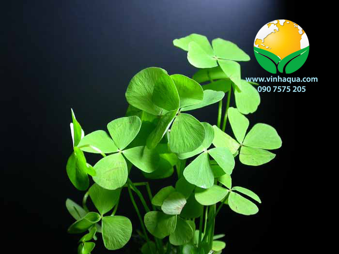 cây cỏ bợ , cây rau bợ thủy sinh