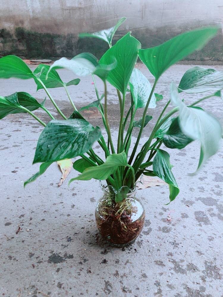 Chậu Thanh Tâm Thuỷ Sinh