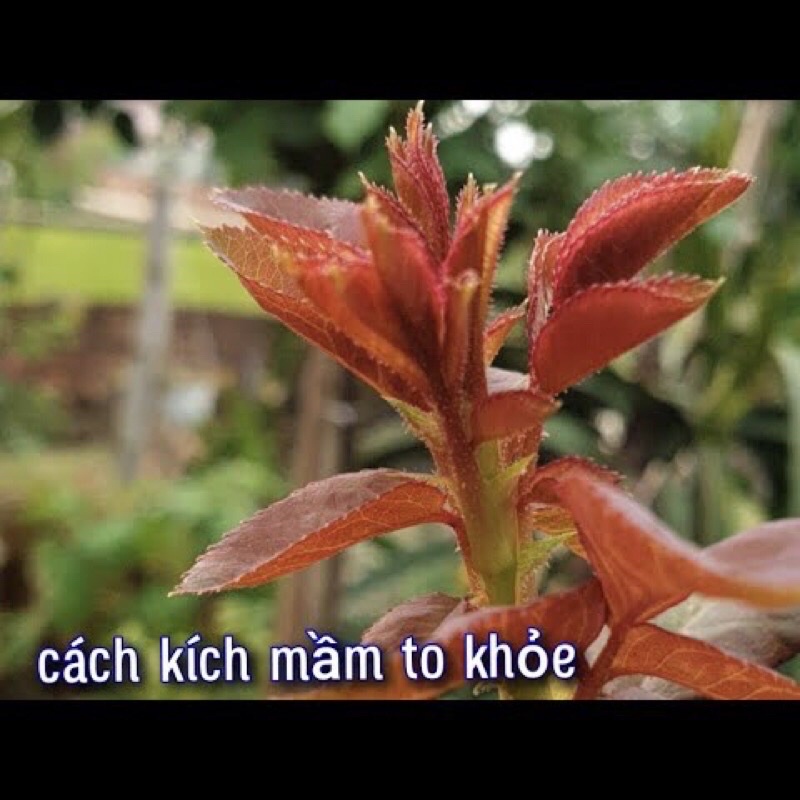 Phân Bón Lá - Siêu bật Mầm Chồi cho hoa cây cảnh