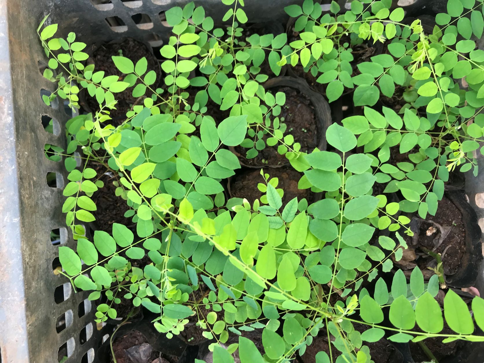 Hạt giống cây Khế tàu (Bilimbi)