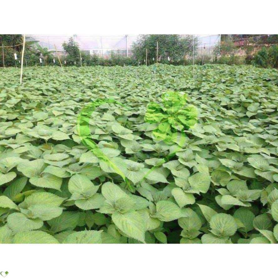 Hạt giống rau thơm mè Hàn Quốc - Gói 1g