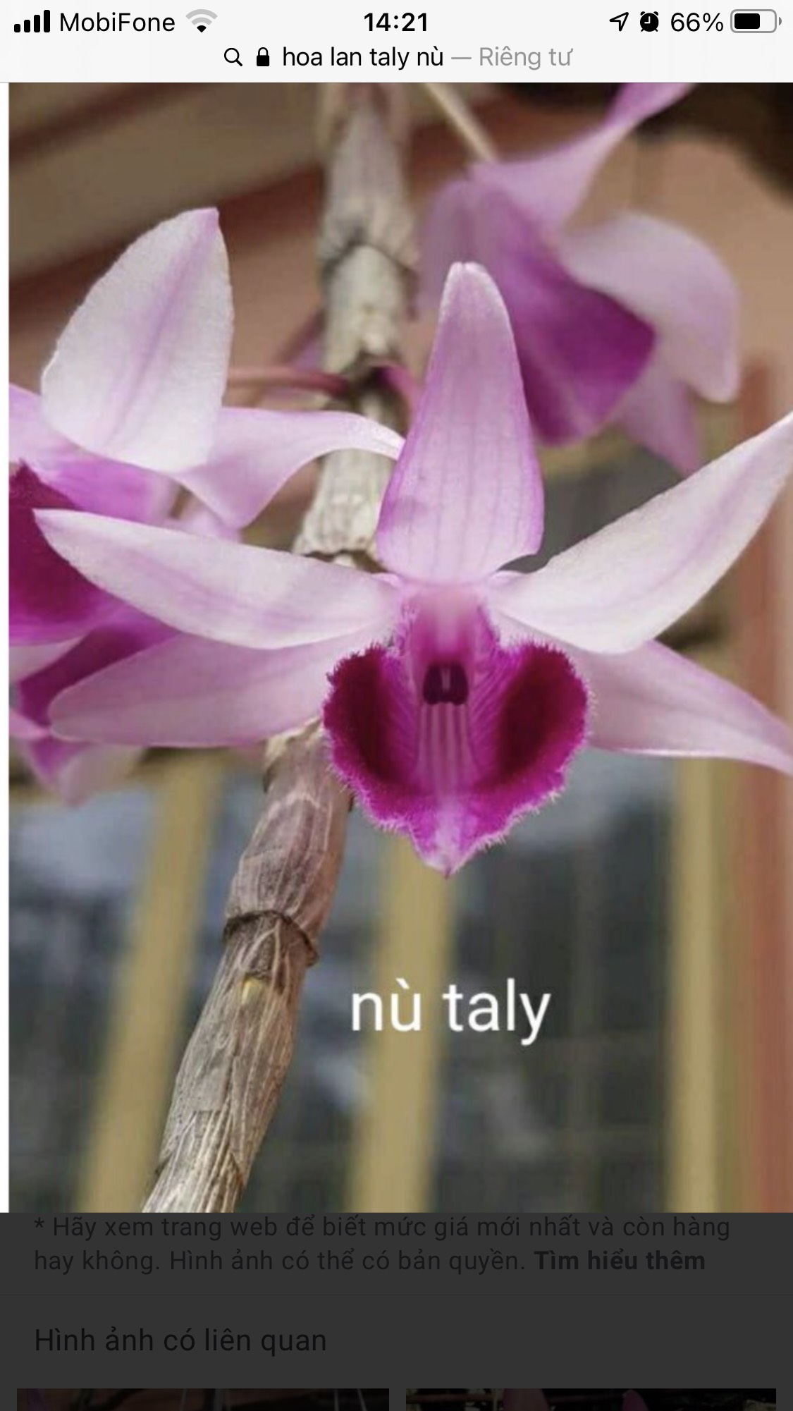 PHI ĐIỆP GIEO HẠT CÂY GIỐNG NHIỀU LOẠI