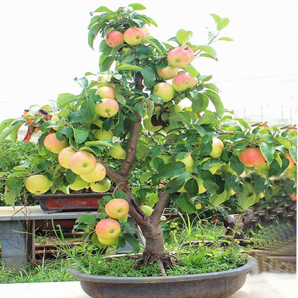 Dwarf apple seeds - Sale Off