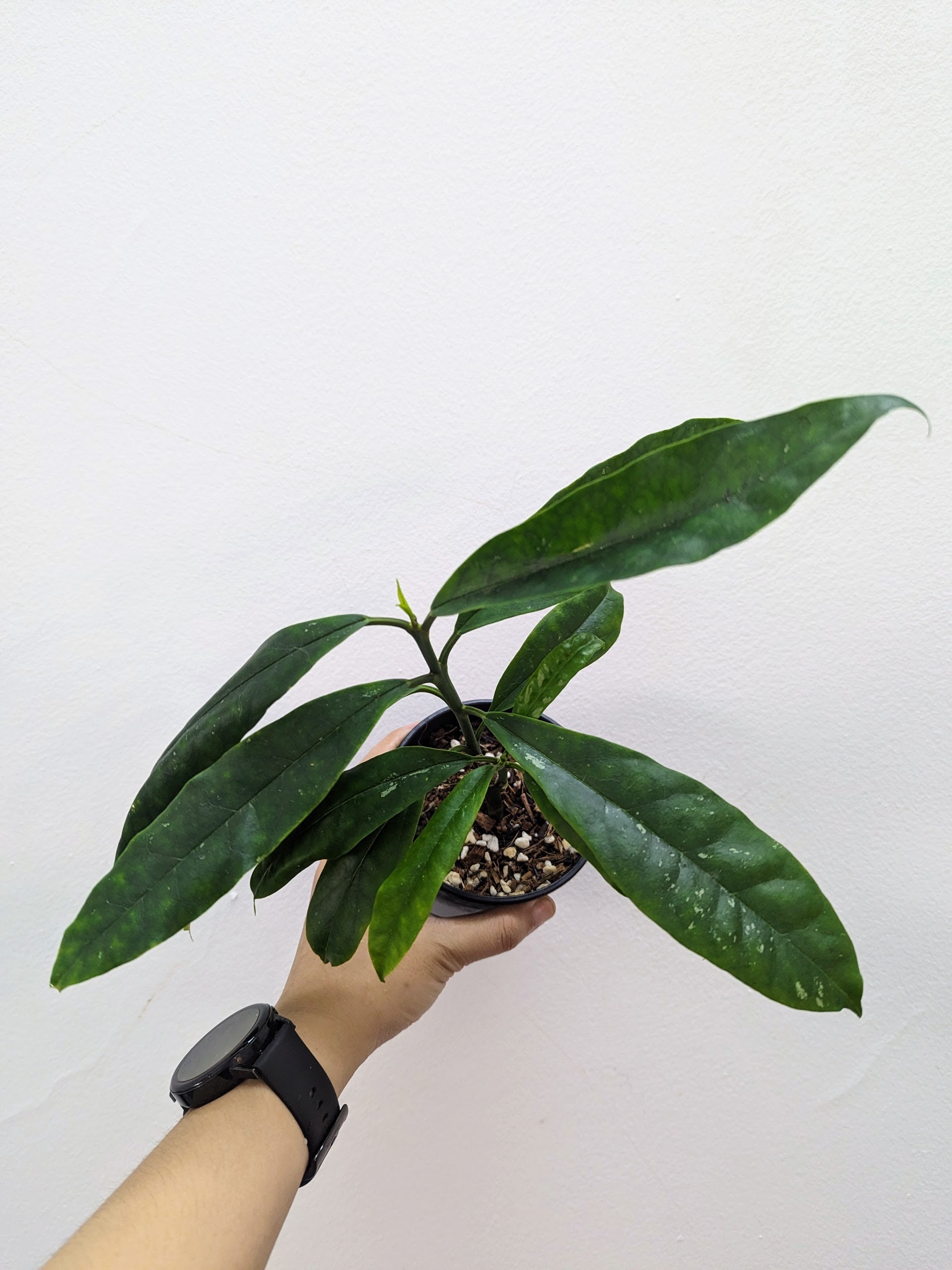 Cẩm cù Hoya Multiflora - Cẩm cù hỏa tiễn