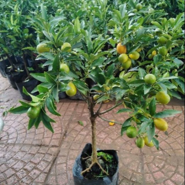 Giá Gốc - Cây quất ngọt lạng sơn có quả