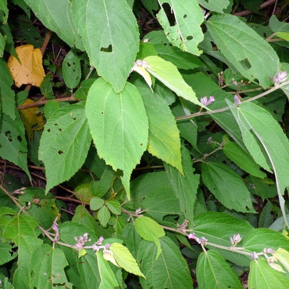 [Cây dược liệu] Cây An Xoa