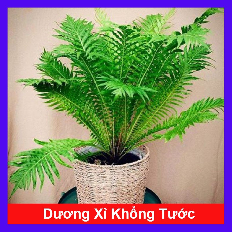 Dương Xỉ Khổng Tước - cây cảnh mini - cây cảnh để bàn - caykiengsadec