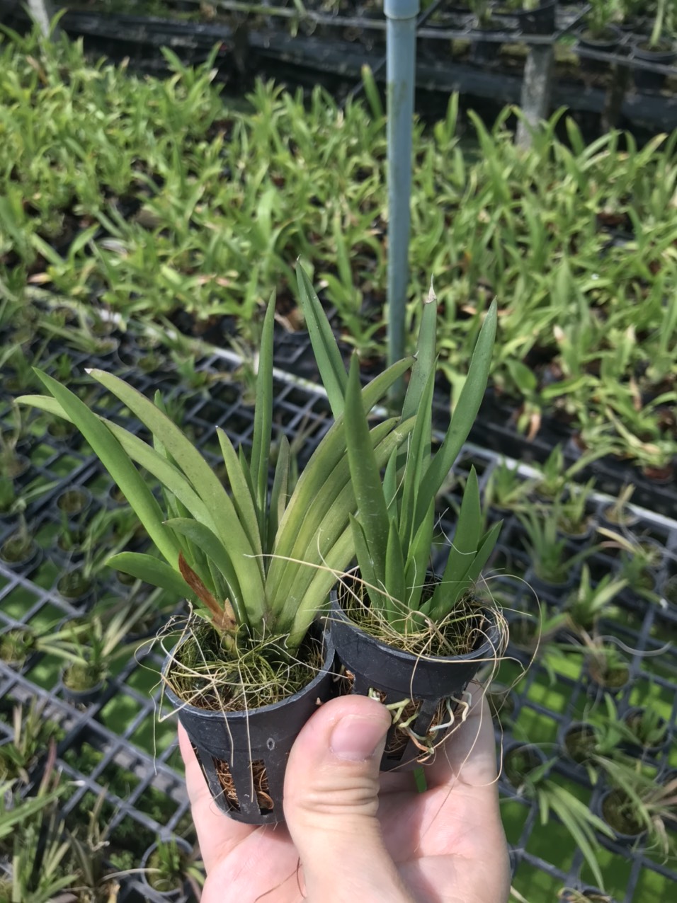 Hoa lan vũ nữ bút chì cây giống