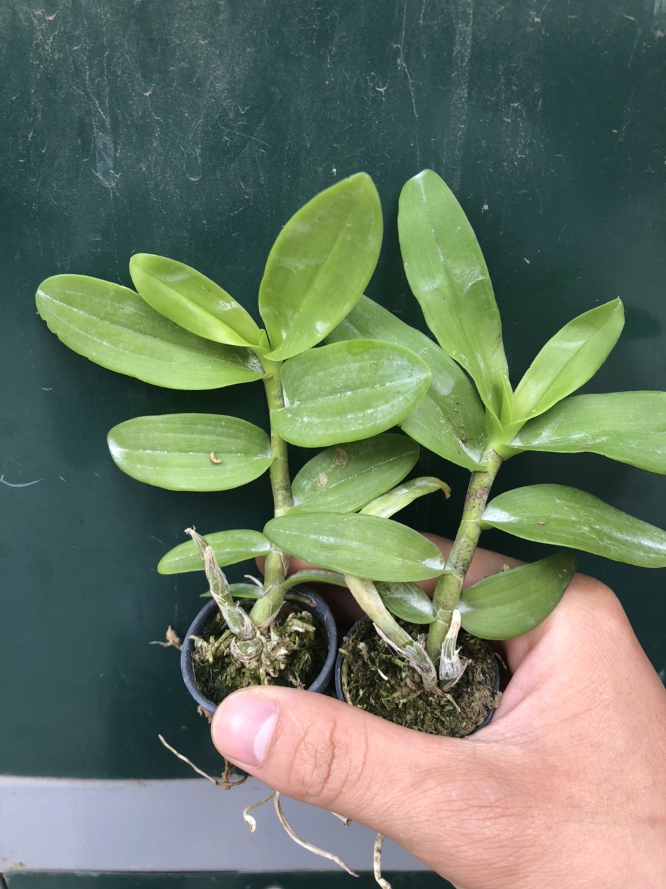 Trầm giống siêu đỏ bộ 3 cốc
