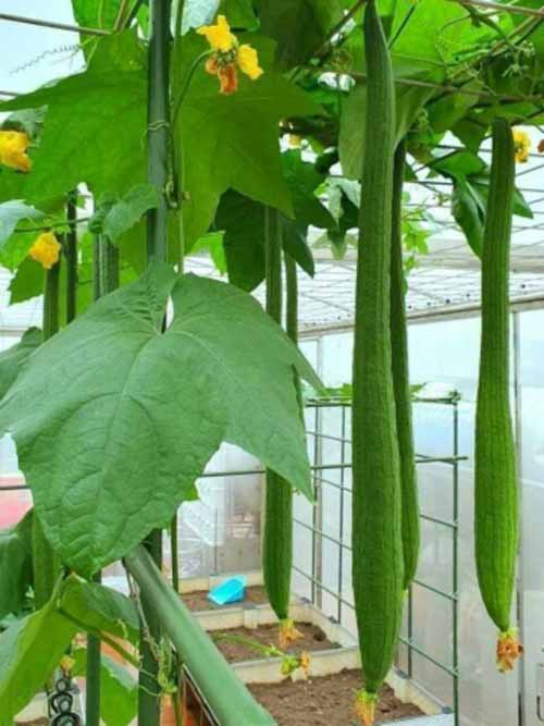 Hạt giống Mướp Hương siêu dài (Thái Lan) 10 hạt