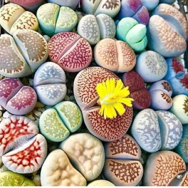 Lithops
