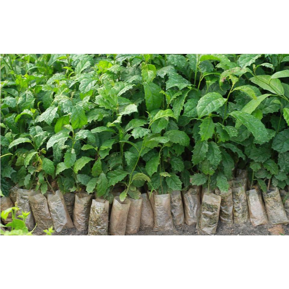 COMBO 5 CÂY GIỐNG XẠ ĐEN 70K