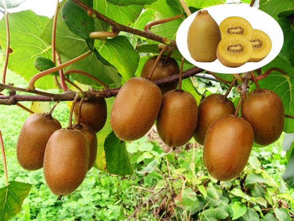 Cây giống Kiwi lùn